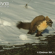 Illustration for article titled Monday Mustelid - Martes martes Edition
